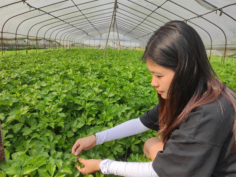 8f697e009b024516954332fda3973d16.jpg 王毛工作照-田间病虫害调查800.jpg