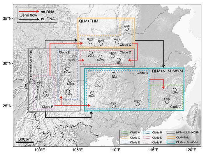 a8e28ce097f24cdeb86014b9d5601615.jpg 图 2 基于线粒体基因与核基因数据的合哑蝉扩散路径分析-700.jpg